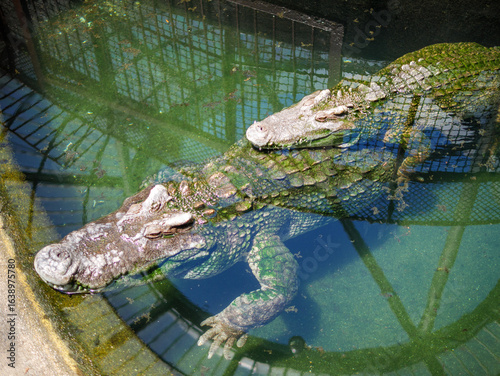 Two Crocodiles Sleeping While Stacked Together