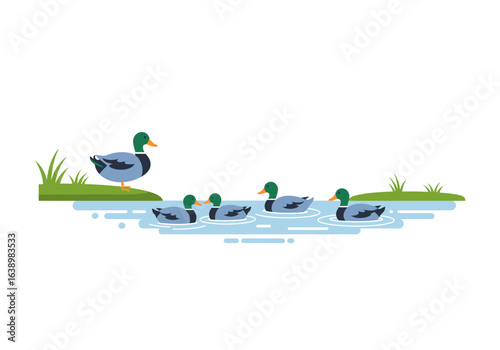 Ducks One on land three swimming Green grass