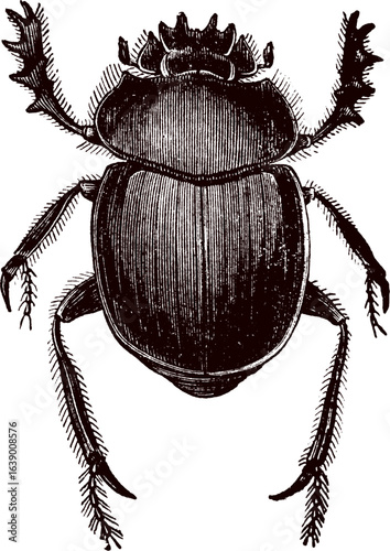 Vector of Dung beetle. black beetle isolated on white. Black and white vector illustration of a dung beetle in a linocut or woodcut style for Nature Enthusiasts and Insect Art Collectors