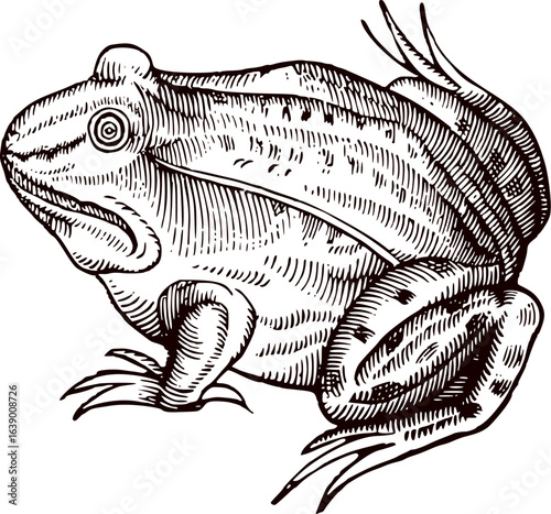 Vector of a frog on white background. Hand-drawn frog vintage illustration in old engraving style, black sketch on white background, trendy wildlife print, unique amphibian art, retro nature artwork.