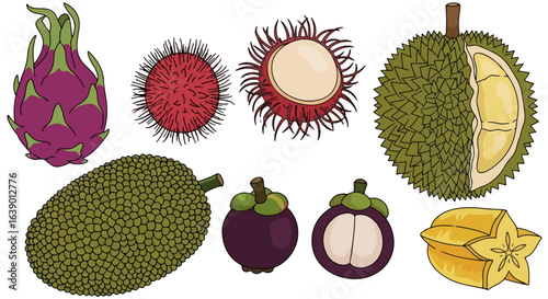 Unique Tropical Fruits Illustration - Dragon Fruit, Rambutan, Mangosteen, Durian, Jackfruit, Starfruit