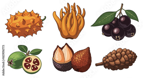 Unique Exotic Fruits Illustration - Kiwano, Fingered Citron, Jabuticaba, Calamansi, Salak, Cupuaçu, Pinecone Fruit