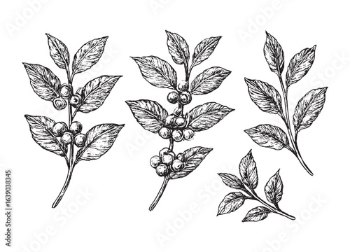 Hand-drawn vintage sketch of coffee plant with beans and leaves.