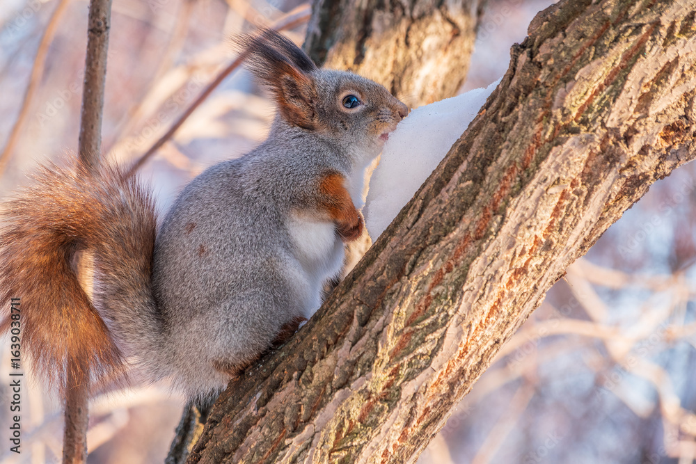 Fototapeta premium Squirrel in winter sits on a tree trunk with snow