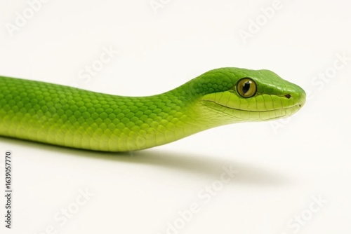 A serene green snake coils gracefully on a pristine white background, its eyes reflecting a world of mystery and intrigue