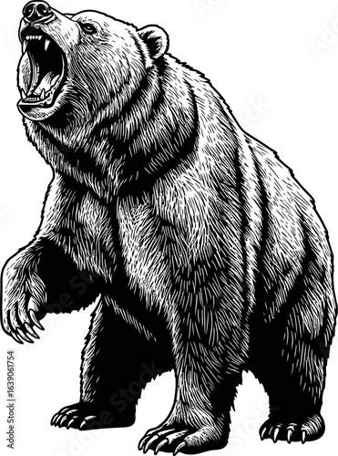 Black And White Illustration Of Roaring Bear Showing Teeth And Raised Paw