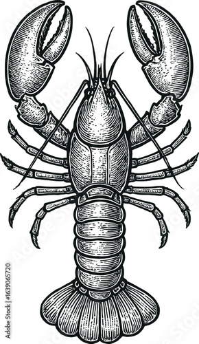 Detailed Monochrome Lobster Illustration Showing Intricate Line Art on White Background
