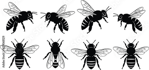 Bee illustration set, black and white insects, top and side views, detailed wings, anatomy drawing, entomology graphic, vector bee icons