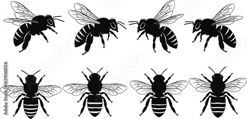 Bee vector set, black and white insects, top and side views, detailed wings, striped abdomens, anatomy illustration, entomology graphic icons