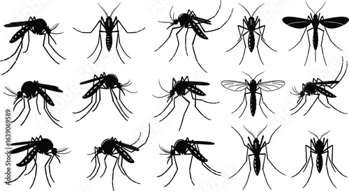 Mosquito silhouettes, fifteen poses, insect anatomy, wing structure, leg detail, body shape, black figures, grid layout, entomology study, disease vector