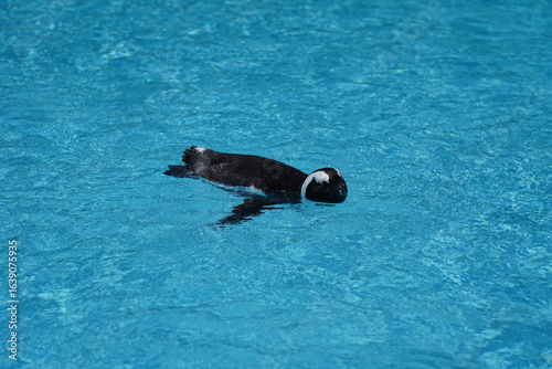 気持ちよさそうに泳ぐペンギン