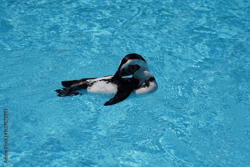 気持ちよさそうに泳ぐペンギン
