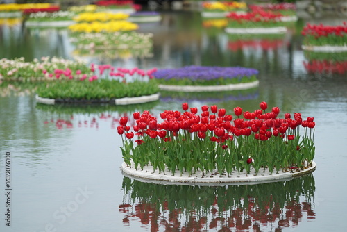 水辺に浮かぶチューリップ