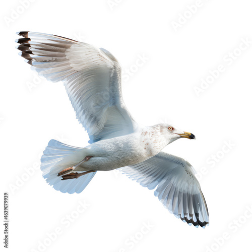 Seagull in flight, ocean background, sunny day, wildlife photography, nature