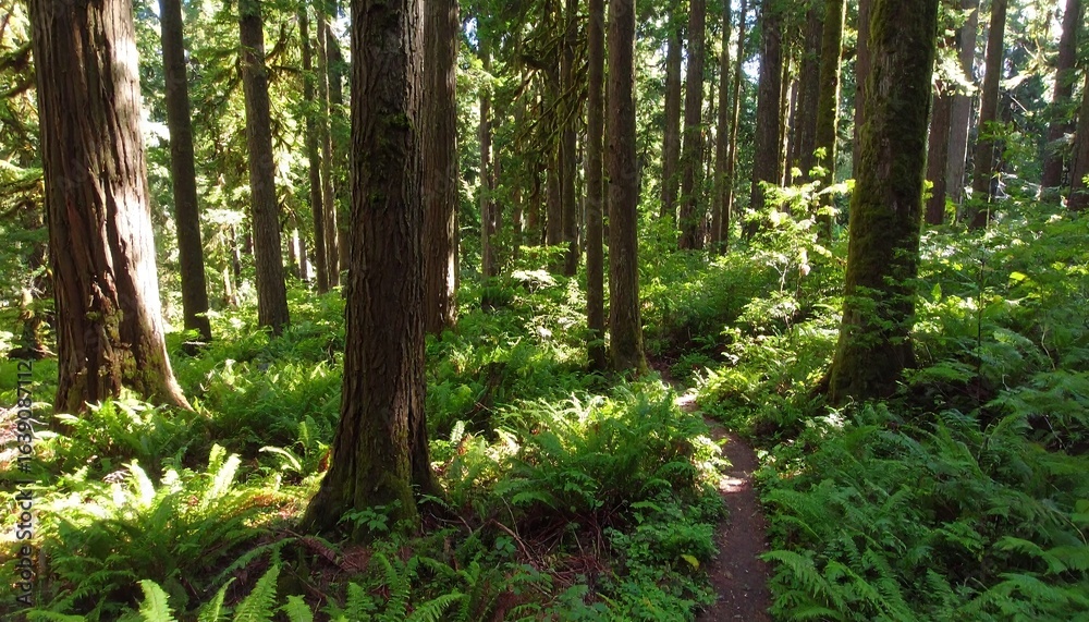 Obraz premium Sunlight filters through a dense forest trail.