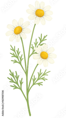 Lemongrass Herbal Spa Ingredient Watercolor