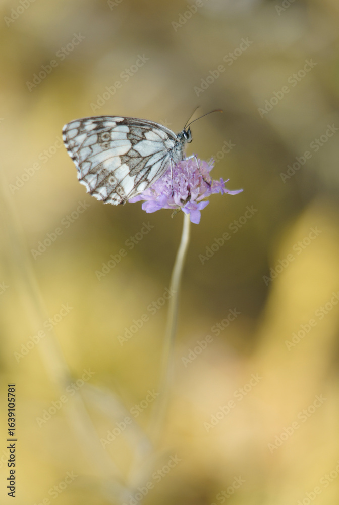 Fototapeta premium butterfly on a flower. Melanargia galathea (Marbled White)
