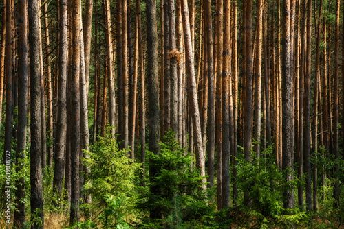 Fototapeta Naklejka Na Ścianę i Meble -  Lato w Puszczy Knyszyńskiej, Podlasie, Polska