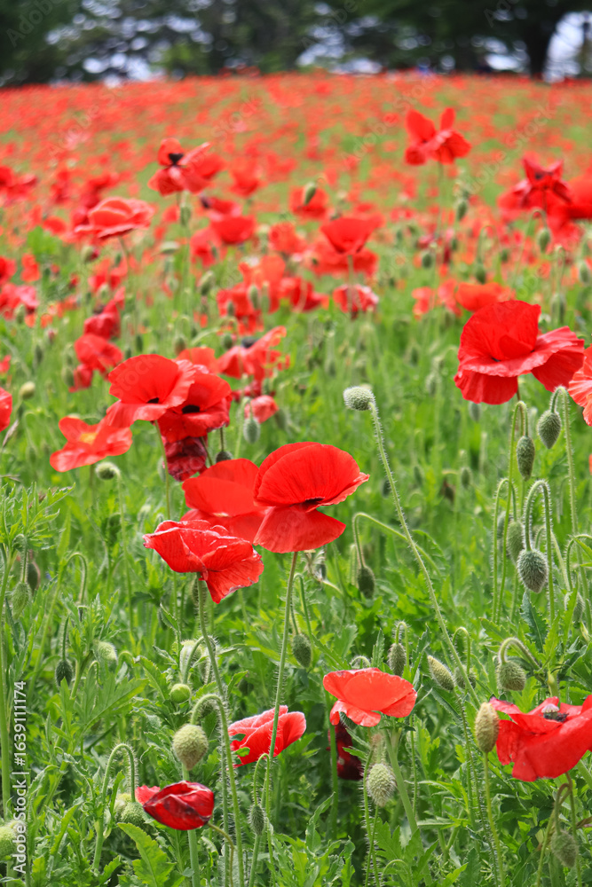 Fototapeta premium A flower field in early summer.