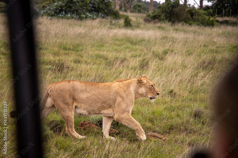 Fototapeta premium Female lion walking through grass in South Africa