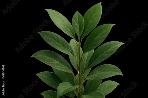 Wallpaper Mural A lush green plant with vibrant leaves stands out against a stark black background, symbolizing growth and vitality Torontodigital.ca