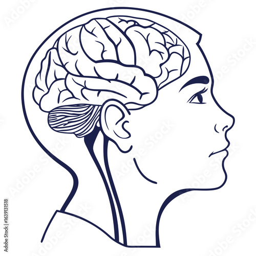Stylized line art illustration of a human head profile revealing the intricate details of the brain and cerebellum