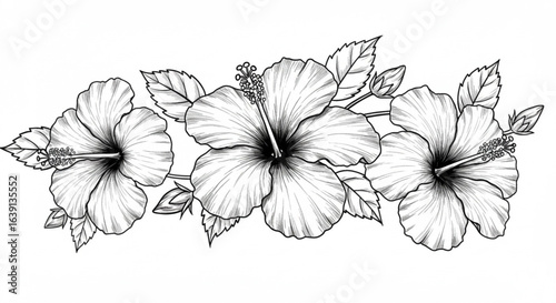 Illustration of three hibiscus flowers isolated on white background
