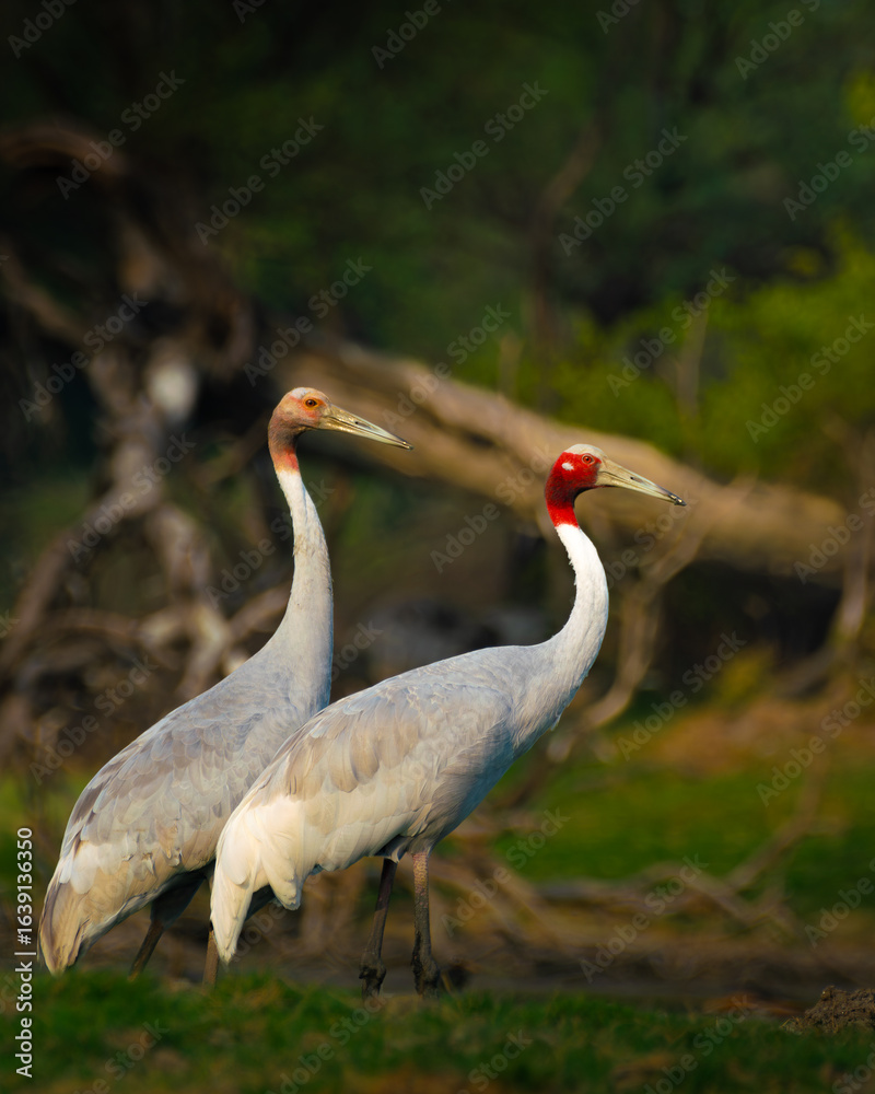 Obraz premium Sarus crane family with sub-adult chick at Keoladeo Ghana National Park, Bharatpur, India. Wetland birds, wildlife, nature, bird sanctuary, endangered species, birdwatching paradise.