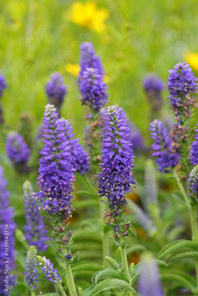 Obraz premium A close-up view displays vibrant purple flowers, their intricate details enhanced by a soft, natural light, against green foliage.