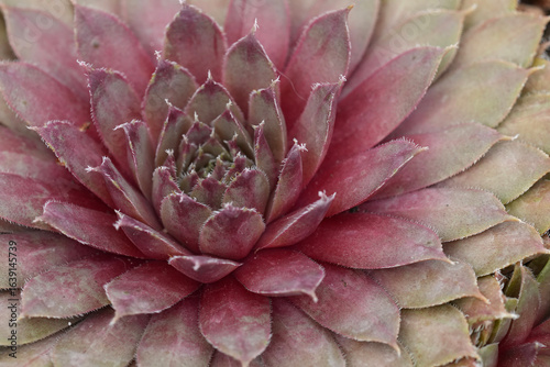 Schilderij op canvas Close-up of a succulent with pointed leaves in shades of pink and green forming a rosette shape and intriguing texture