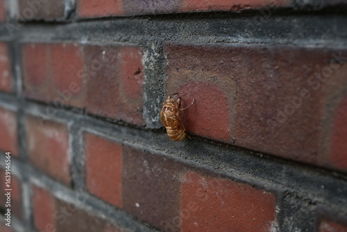 Cicada Exoskeleton on Brick Wall