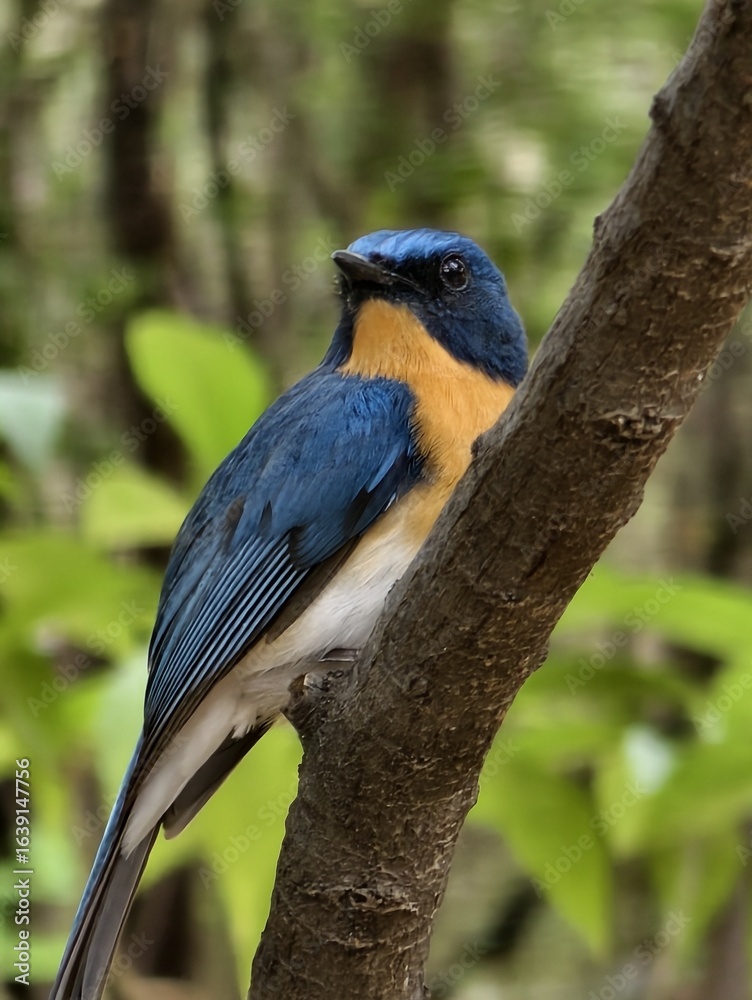 Fototapeta premium Indigo Flycatcher Perched on a Branch with Green Leaves in the Background