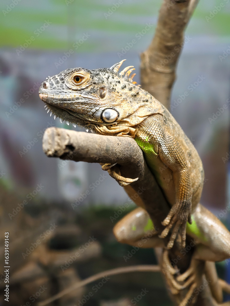 Fototapeta premium Iguana Portrait on a Branch, Close-Up of Scales and Spikes in Natural Habitat