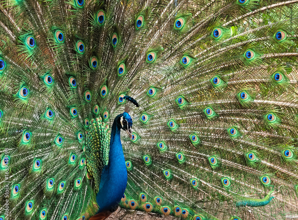 Naklejka premium Peacock Displaying its Plumage, a Vibrant Symphony of Feathers and Colors in a Natural Setting