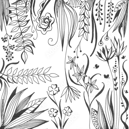 Black and white flowers and herbs. Hand drawn image.