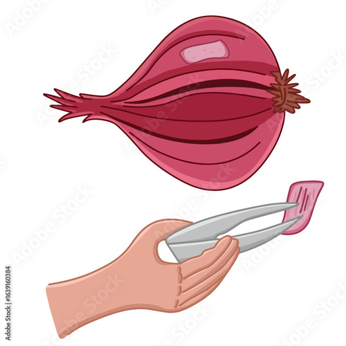 Science of hand drawn vector onion peel cell experiment clipart.	