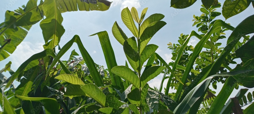 Obraz premium green grass and blue sky