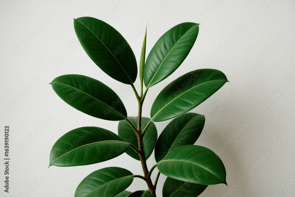 Naklejka premium A lush green plant stands against a minimalist backdrop, symbolizing growth and vitality in simplicity