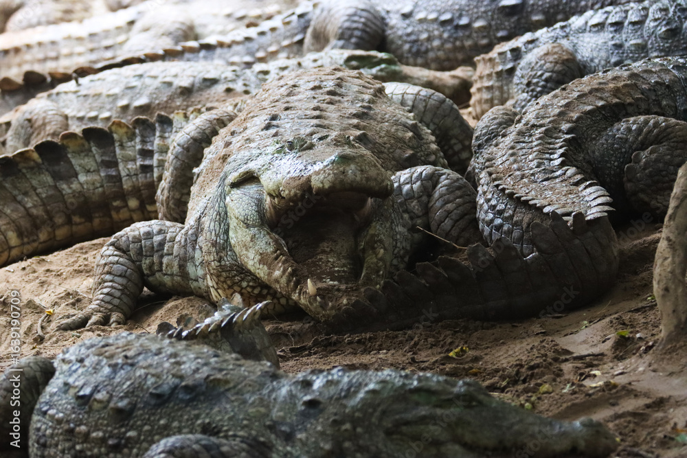 Obraz premium Group of a Crocodiles resting on the ground