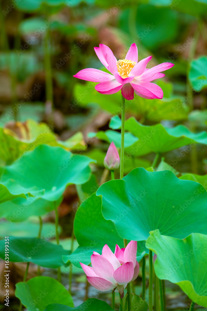 Obraz premium Lotus flowers of various shapes and expressions are blooming in the lotus pond