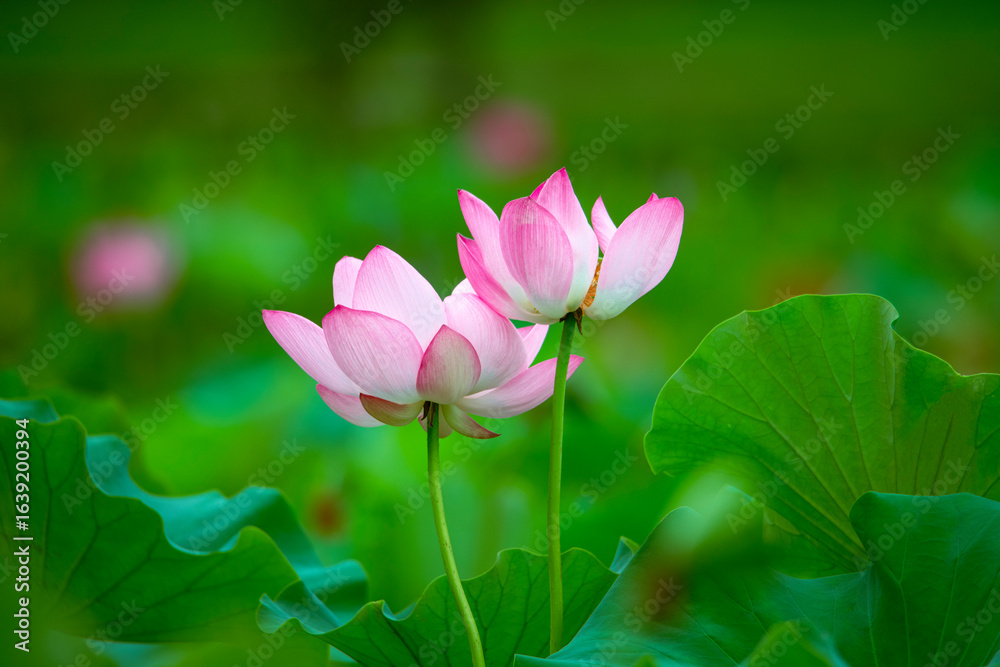 Obraz premium Lotus flowers of various shapes and expressions are blooming in the lotus pond