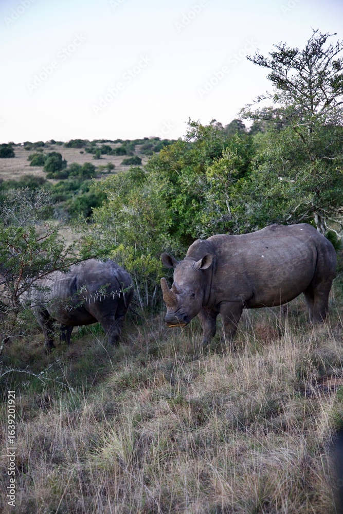 Fototapeta premium Rhinoceros hidden among bushes in the African wilderness, South Africa 