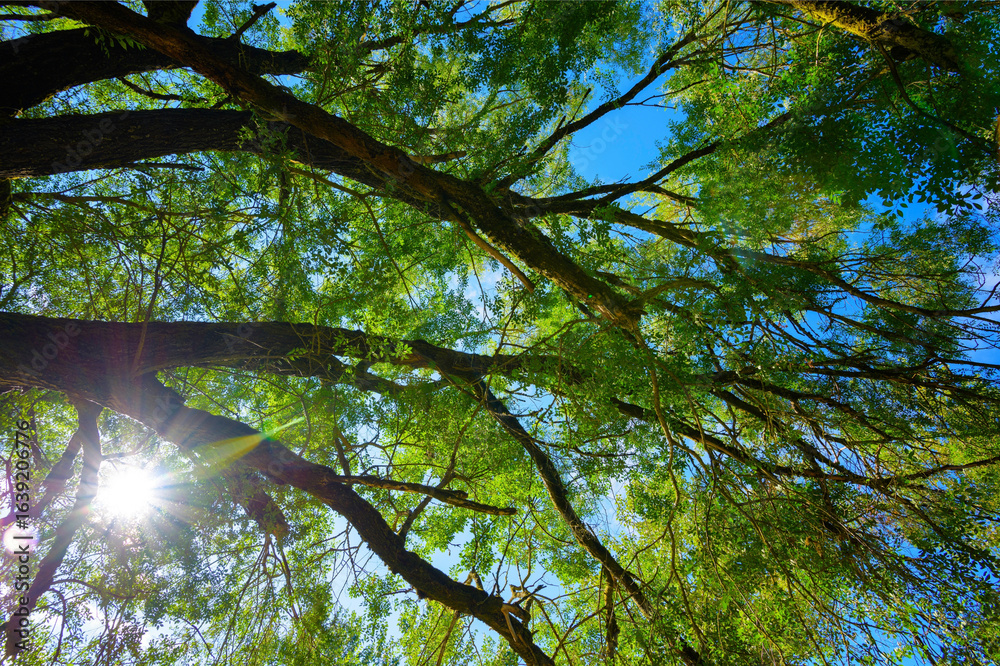 Fototapeta premium Direct Sunlight Filtering Through Tree Branches on a Bright Summer Day – Nature Landscape Background in 4K Ultra HD