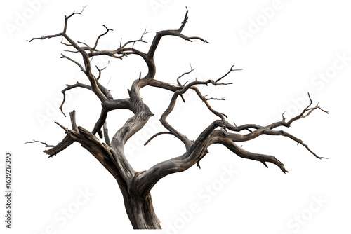 Gnarled dead tree branches isolated on a transparent background gnarled branches