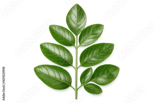 Vibrant green leaves growing on a stem against a transparent background, perfect for nature-themed projects