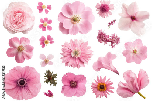 Collection showcasing various beautiful pink flowers isolated against a clean white background for floral arrangements