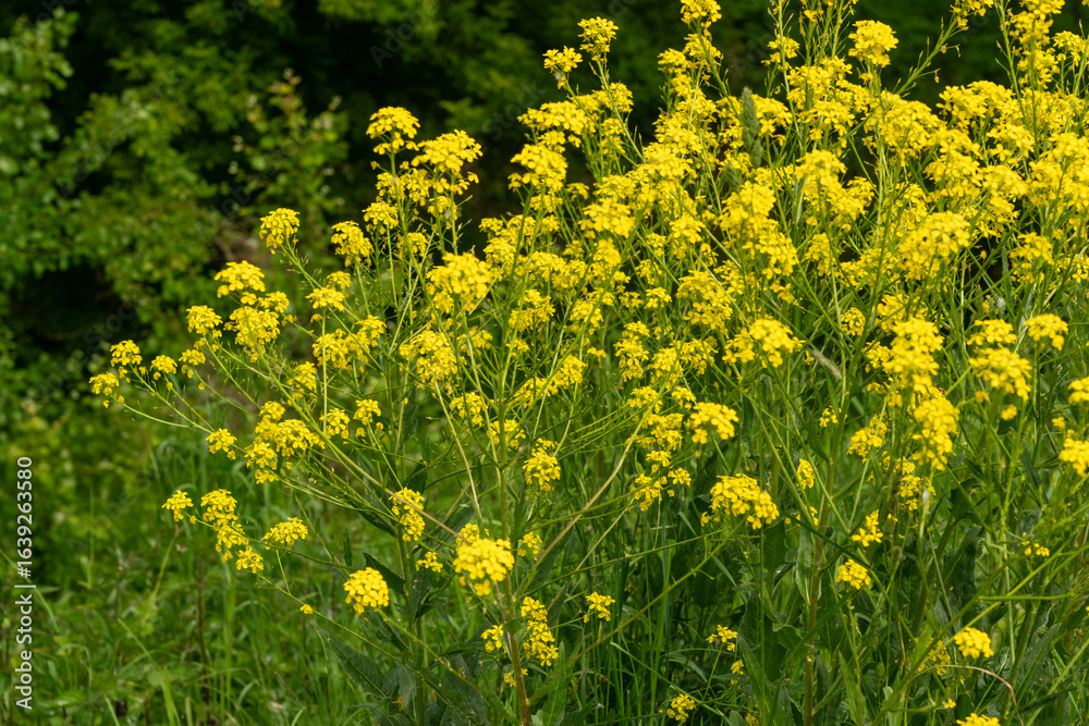 Fototapeta premium Turkish wartycabbage yellow wild flowers Bunias orientalis, hill mustard or turkish rocket flowers