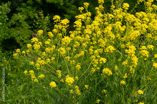 Turkish wartycabbage yellow wild flowers Bunias orientalis, hill mustard or turkish rocket flowers