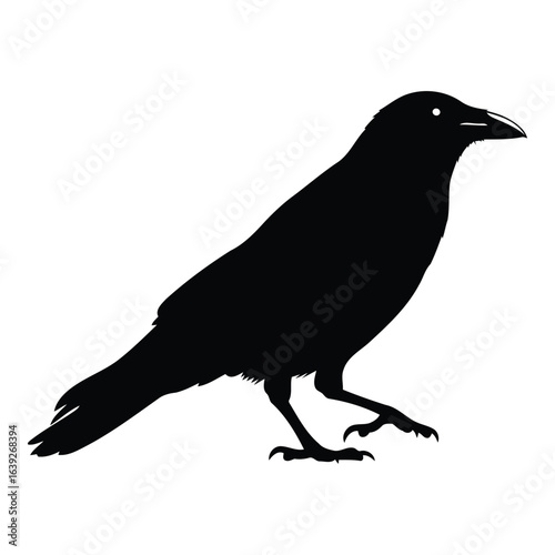 Black Silhouette of a Crow Walking bird animal
