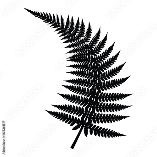 Black silhouette of a fern frond white background